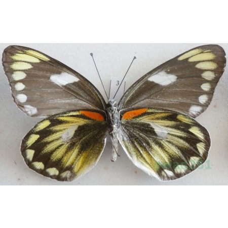 Delias zebuda Hewitson, 1862 female reverse Indonesia, Sulawesi3